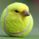 r4f4el_d4rc4