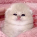 avatar ⋆꙳•̩̩͙❅*̩̩͙‧͙ mabel‧͙*̩̩͙❆ ͙͛ ˚₊