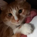 subabug