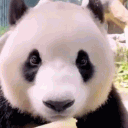avatar Panda