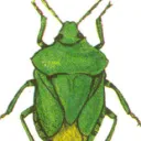 k1opchik