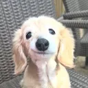 cervyy