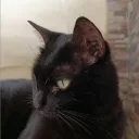 amyfrisk