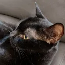 amyfrisk