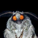 kupferherz