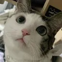 gruuu.
