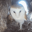 xxxspaceowlxxx