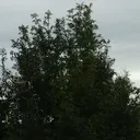 bollockingthunder