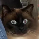 avatar 𝓃𝒾𝒸𝒾