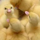 _engryduckerling_
