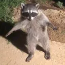 ninjadude0807