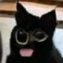 _derpcat