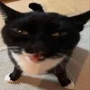 danishnonbender