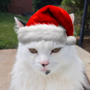 avatar Rohnselagh <з