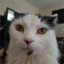 avatar Rohnselagh <з