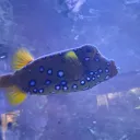 drokos