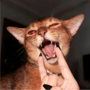 avatar Aqitaa