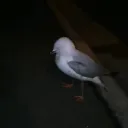 gorpblorp