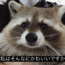 新規ユーザー