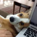 yonezo