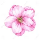 cherry6927
