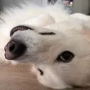 cadjosrez