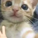 apolobagattini