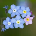 elpixelitos_