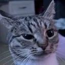 tarquil