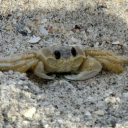 CarcrabbarcraC