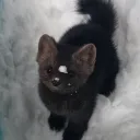 toqul