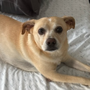 avatar bluecandynina