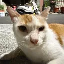 eggbebe