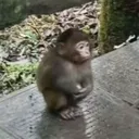 michko