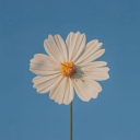 avatar Cá lang thang