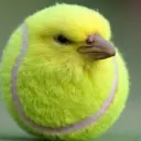 notthatrqd