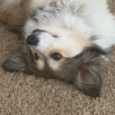 bhalubear#4094's avatar