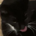catinabox.exe