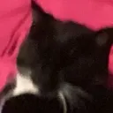 catinabox.exe