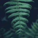 imaginary_wanderer