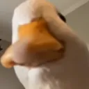 argenoss
