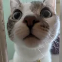 Cattn Avatar