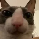 moshv
