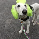 poodleballs