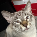 avatar Goonjabi Kest