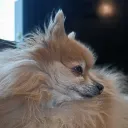 henri_t