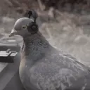 pastpigeon