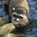 spiney.