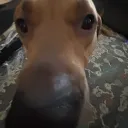 dawg5767