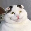 moevuive